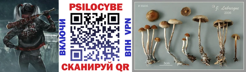 Галлюциногенные грибы Psilocybine cubensis Верея